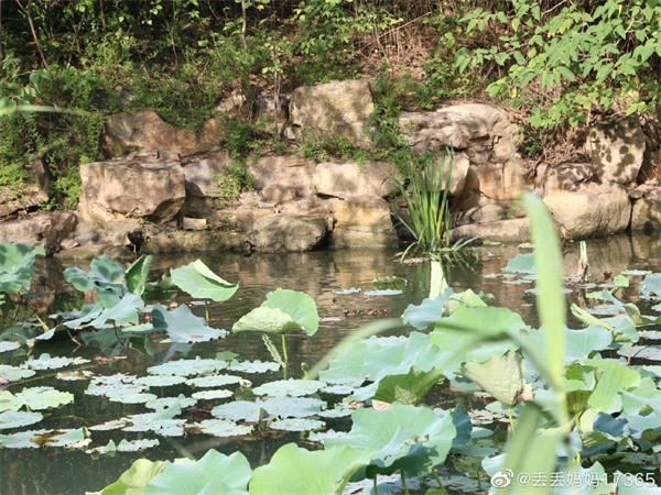 【圖說(shuō)淮南】——淮南龍湖公園的夏景是什么樣的？
