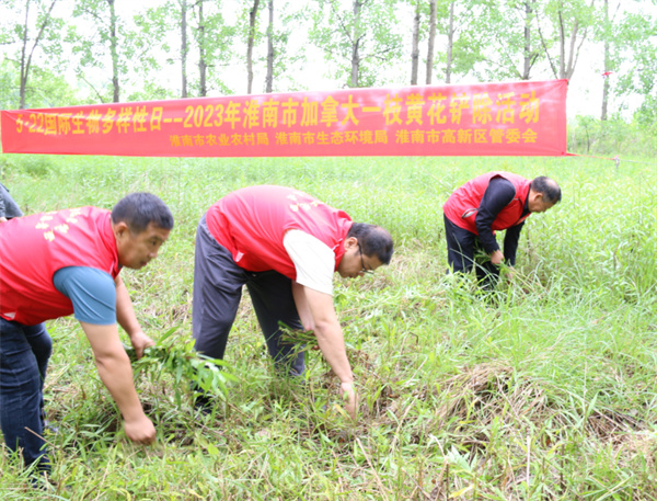淮南市開(kāi)展外來(lái)入侵物種“加拿大一枝黃花”鏟除活動(dòng)           