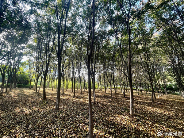 【圖說(shuō)淮南】——秋色正濃 