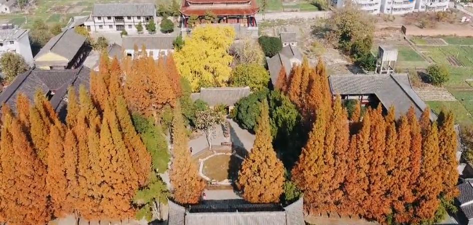 壽縣報恩寺，滿(mǎn)地金黃正當時(shí)