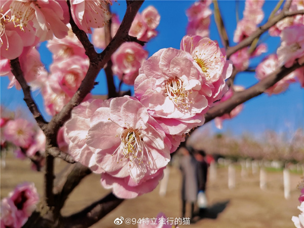 圖說(shuō)淮南——春光瀲滟，如花似錦